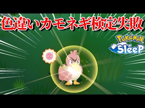 色違いカモネギを見抜けなかった自分が恥ずかしい【ポケモンスリープ】