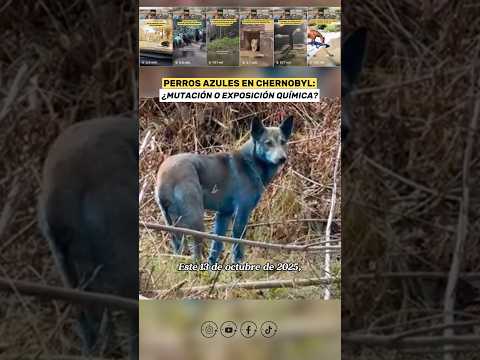 Perros Azules en Chernobyl 😨