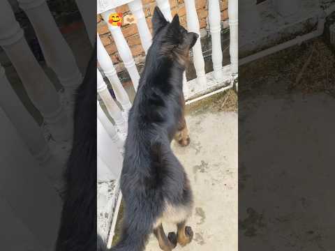 🥰🫶🏻#shorts #shortvideo #germanshepherd #doglove #shera #pets #trendingshorts #ytshorts #viral