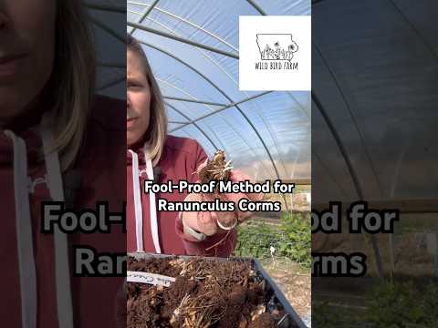 Fool-proof method to presprout and over-winter ranunculus corms in Zone 5! #cutflowers #ranunculus