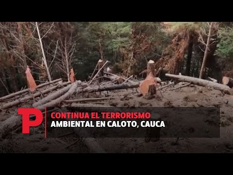 Continua el terrorismo ambiental en Caloto, Cauca | 02.09.2023 | Telepacífico Noticias