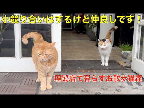 小競り合いはするけど、やっぱり仲良しなんです^^理髪店で暮らすお散歩猫のマイケルとミャオ^^仲良くお出かけ仲良く帰宅?🤭