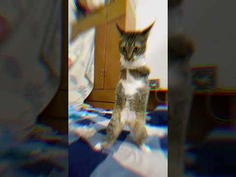 猫の動画サムネイル - Battle face: ON 🦖#spidersense
