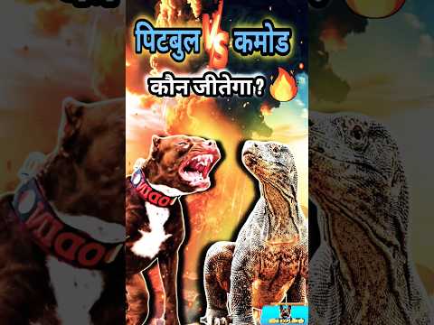 Pitbull vs Komodo Dragon🔥Who Wins The Deadly Battle ?||#shorts #animalfight