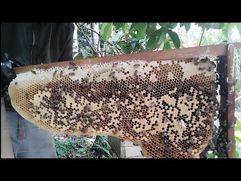 วิถีคนหากินแบบ บ้านๆ ข้อดีและข้อเสียของการเลี้ยงผึ้งโพรงแบบใส่คอนตีผึ้งล่าผึ้งเลี