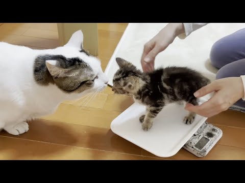 猫の動画サムネイル - 最後に体重&手の長さを測定される子猫