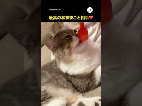 猫がおままごとに楽しむ様子と癒しのひととき サムネイル