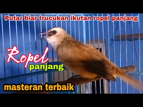 Masteran terjahat untuk trucukan biar ikutan ropel panjang 1 nafas