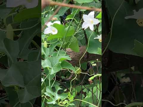 It is a vegetable, but its flowers are very beautiful.#shorts #flower #beautful