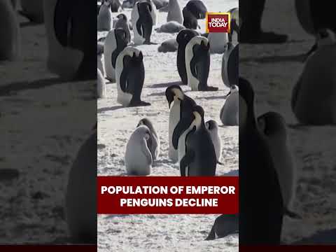 Population Of Emperor Penguins Decline