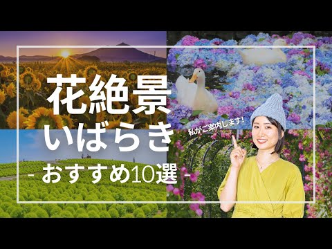 今が見頃の「花絶景いばらき」おすすめ10選!見頃やアクセス方法も|Best Scenic Flower Spots in Ibaraki, Japan