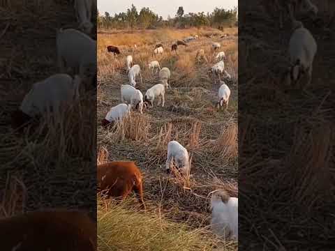 แพะเดินไวมากในการปล่อยเลี้ยงแ