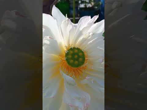 Happy pavitra AmlaNavami 🙏🕉️