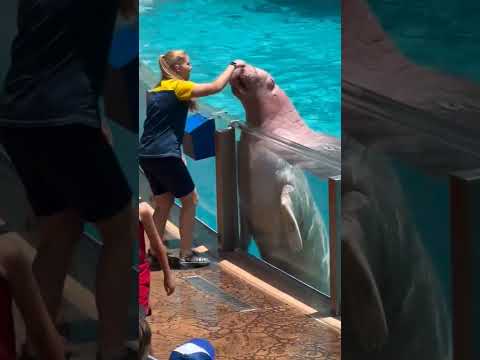 He feed slowpoke like a pro! #fearless #youngman #friendly #futureconservationists #dolphine #shorts
