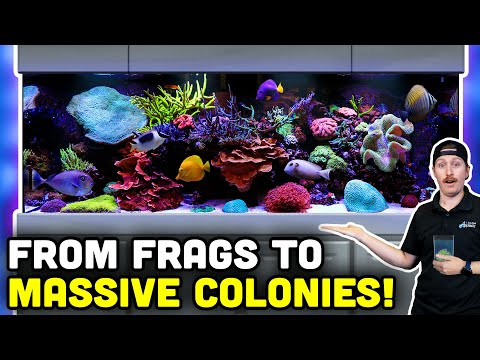 400 Gallon Reef TANK LOADED with Mature Corals! Ho In today's video Blaine connects with Al, and gets to check out his amazing reef tank! Packed full o