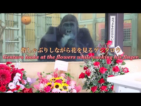 体調不良だった子ゴリラのキンタロウも、飼育員さんと遊ぶくらい元気になりました♪⭐️Gorilla【京都市動物園】A recovered Kintaro plays with the zookeeper