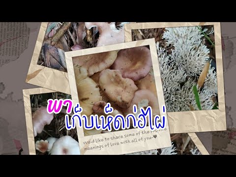 เก็บเห็ดก่อไผ่-หน้านี้อุดมสมบู เก็บเห็ดก่อไผ่-หน้านี้อุดมสมบู