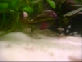 the4blueturtles
