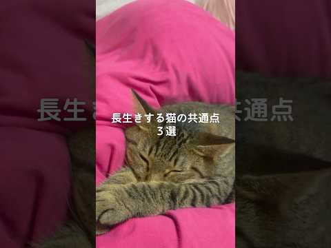 長生き猫の共通点と保護猫との幸せな暮らし方 サムネイル