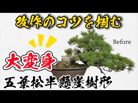 【役立つ】五葉松盆栽から学ぶ『改作のコツ』-実演と解説付き-