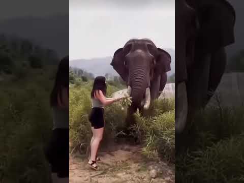 Tourists give fruit to an elephant🥰🥰🥰