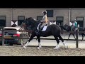 حصان الفروسية Dressuur Grand Prix Talent