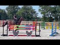 Show jumping horse Brave 7 jarige ruin te koop
