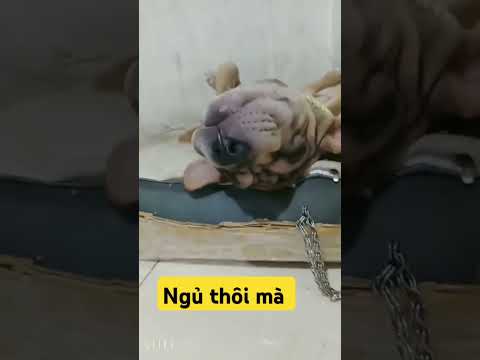 tưởng đâu có nồi xào lăn rồi kkk