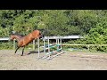 Show jumping horse 2.5 jarige springhengst te koop!