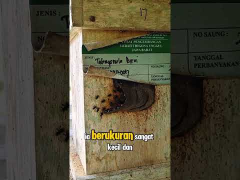 yuk, mengenal lebah trigona atau teuwel ini bersama Rei. https://maps.app.goo.gl/31UuikkiRkzeR8yZ6