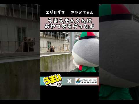 うまえもんくんにおやつもらったよ～エゾヒグマ　アヤメちゃん編～　#東武動物公園 #うまい棒 #やおきん #うまえもん #癒し #動物園 #animals #コラボ　#エゾヒグマ #アヤメちゃん サムネイル
