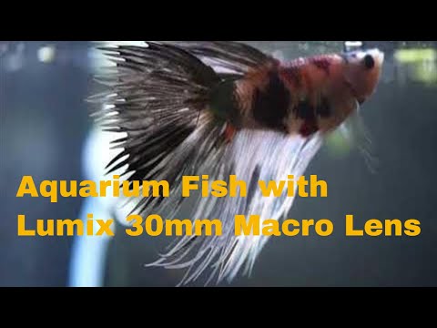 Aquarium Fish with Lumix G 30mm Macro MFT Lens Here's a quick video of some of my freshwater aquarium fish demonstrating the Panasonic Lumix G 30mm