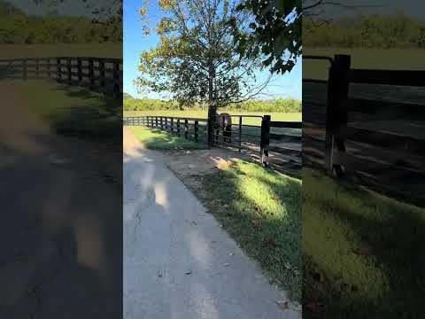 Happy Rooster Ruesday - such a patient, hungry gentleman waiting at the gate 🤵🏻🍽️ #hungry #horse