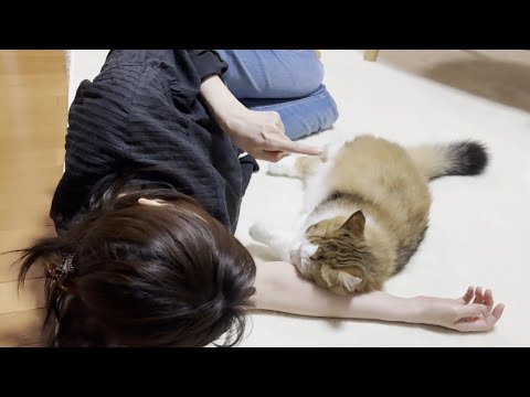 猫の動画サムネイル - 「あっち向いてゴロンして」お母さんの言うとおりに添い寝してあげる猫