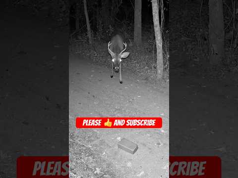 Young Buck Emerges from the Woods | Stunning Deer Encounter in the Wild #shorts