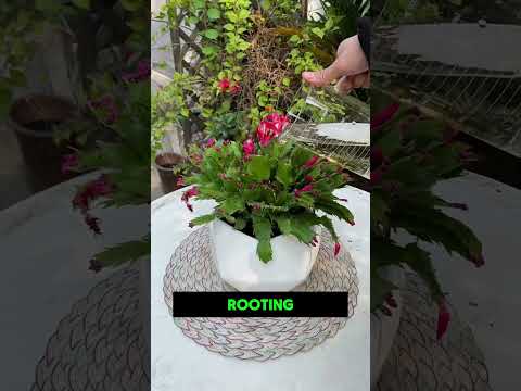4 Unusual Garden DIYs 🌱🥕🍺 Which One Have You Seen Before?||#USAGardening #DIYGardening #GardenTips