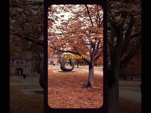 Golden Autumn 🍂 #travel #nature #naturelovers #university #autumn #taylorswift #song #usa #shorts