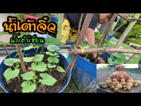 น้ำเต้าจิ๋ว น้ำเต้าจิ๋ว