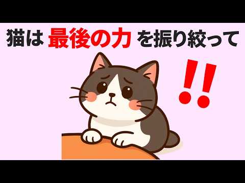 猫の動画サムネイル - 【涙腺崩壊】猫が旅立つときに伝えたいこと【15選】猫が最後に考えていることを知っていますか？根拠はなくても飼い主さんはわかる体験したこと【それは命のメッセージ…かもしれない】 #猫 #雑学 #豆知識