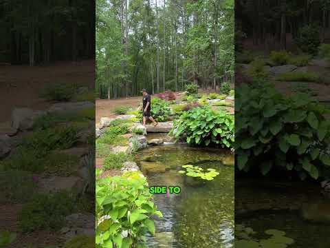 A Swimming Pool Converted Into an Aquascape Ecosys 