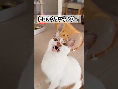 猫じゃらしで遊ぶと見られるクラッキングの面白シーン サムネイル