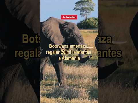 Botswana amenaza regalar 20 mil elefantes a ALEMANIA #shorts