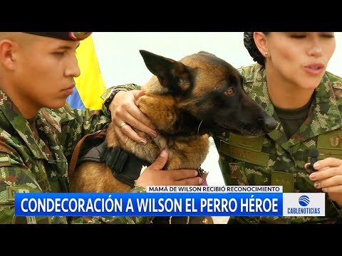 ¡Conmovedor! Condecoran a la mamá de Wilson, perro que ayudó a encontrar a los niños en la selva