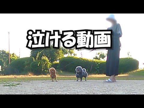 【泣ける】公園で突然パパが消えたら…愛犬の反応がこちら