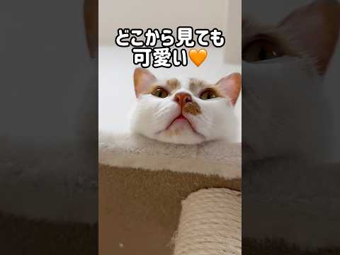 猫の動画サムネイル - どの角度からも可愛いの極みトロしゃん #shorts