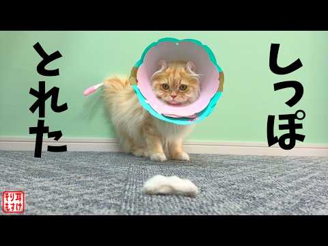 【緊急】ショック。尻尾の先端が本当に取れてしまいました