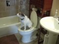 how can you train a dog to use the toilet