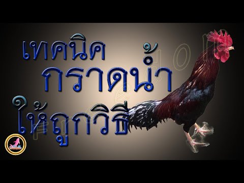 เทคนิคการกราดน้ำไก่ให้ถูกวิธี.