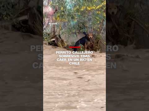 Perrito callejero sobrevive tras caer en un río en Chile