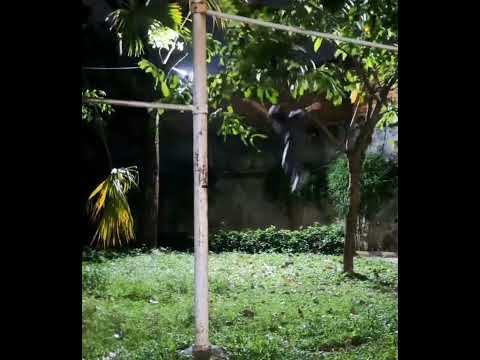 Asian Vietnam - Mạnh